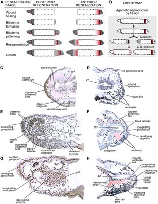 It Cuts Both Ways: An Annelid Model System for the Study of Regeneration in the Laboratory and in the Classroom